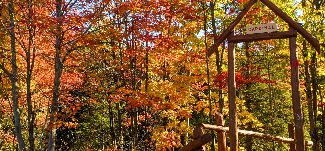 Les magnifiques couleurs de l'automne